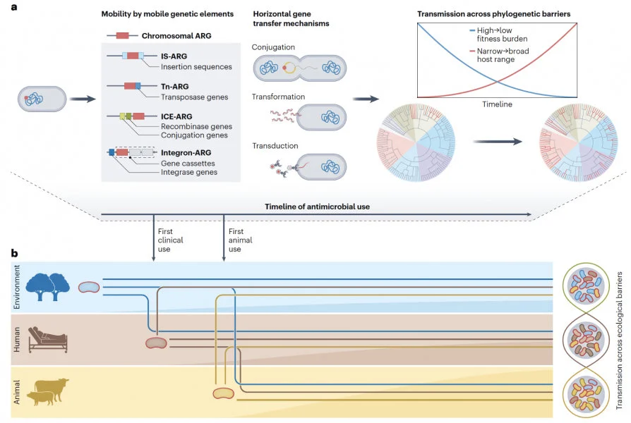 Assessing Antimicrobial Resistance Connectivity Across One Health Sectors