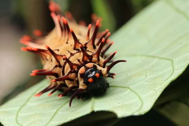 Caterpillar. Image credit: Kit Lee