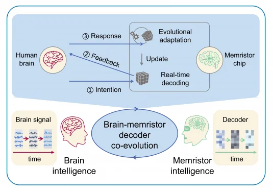HKU engineering team and partner universities develop revolutionary brain-computer interface decoding system