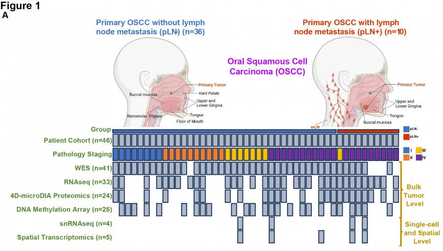 Schematic summary of two patient cohorts