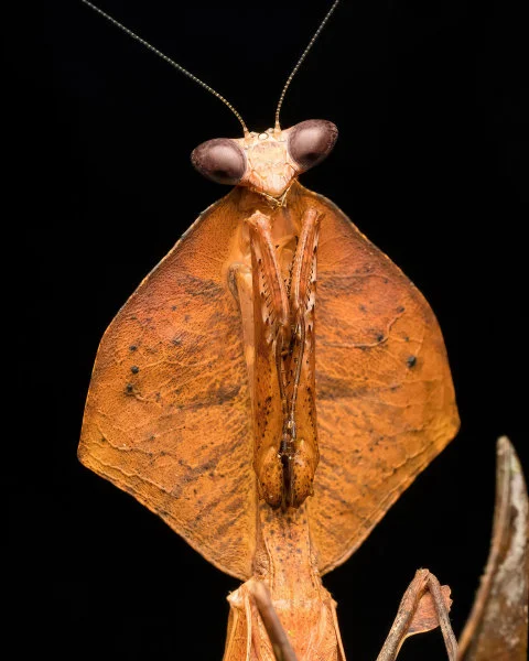 Praying mantis (Deroplatys sp.) at Danum Valley Conservation Area, Borneo. (Photo courtesy: Marco Chan)