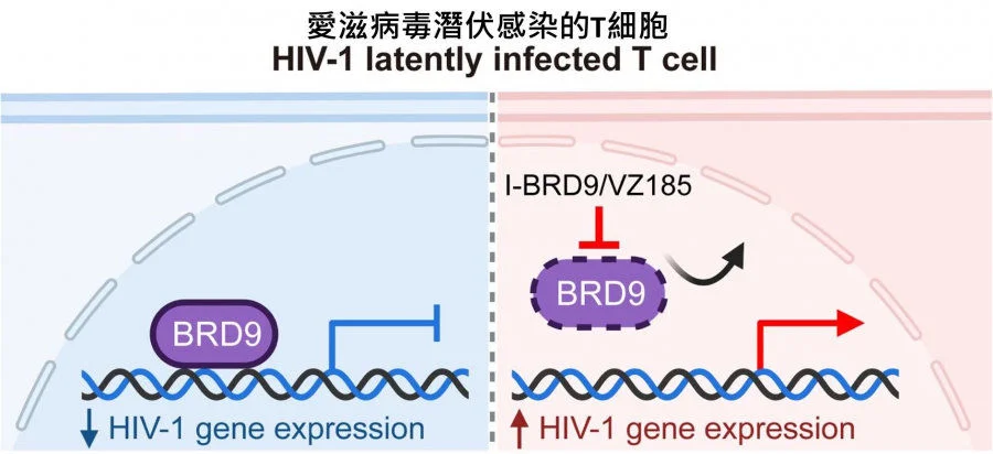 The BRD9 protein binds to the HIV-1 virus’s promoter region, helping the virus stay latent. When BRD9 is inhibited or degenerated, the virus becomes active and starts producing more viruses.  