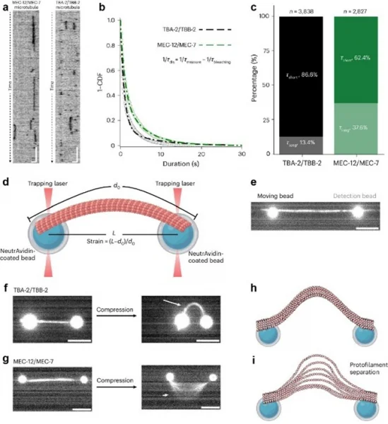 Figure 1: Representative  kymographs showing single GFP-tagged ATAT-2 molecules on GMPCPP-stabilized MEC-12/MEC-7 (left) and TBA-2/TBB-2 (right) microtubules. Similar results were obtained from at least three independent experiments.