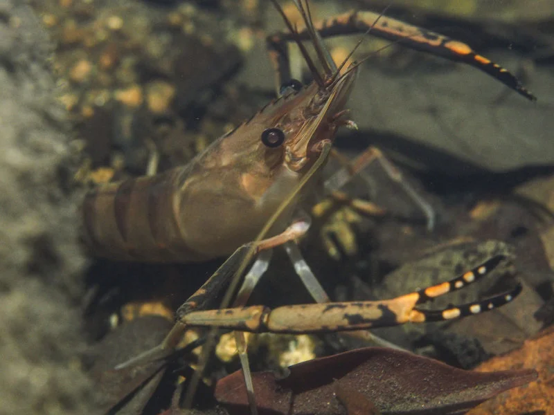 The Tahitian prawn (Macrobrachium lar), a migratory crustacean, faces challenges in rivers fragmented by dam construction.
