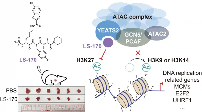 HKU Chemists Develop First-in-Class Inhibitor Targeting a Key Epigenetic Regulator
A New Strategy to Beat Lung Cancer