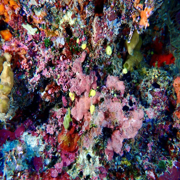 Stunning coral formations captured in the waters of the Coral Triangle, Sabah, Malaysia. (Photo credit: David M. Baker)  