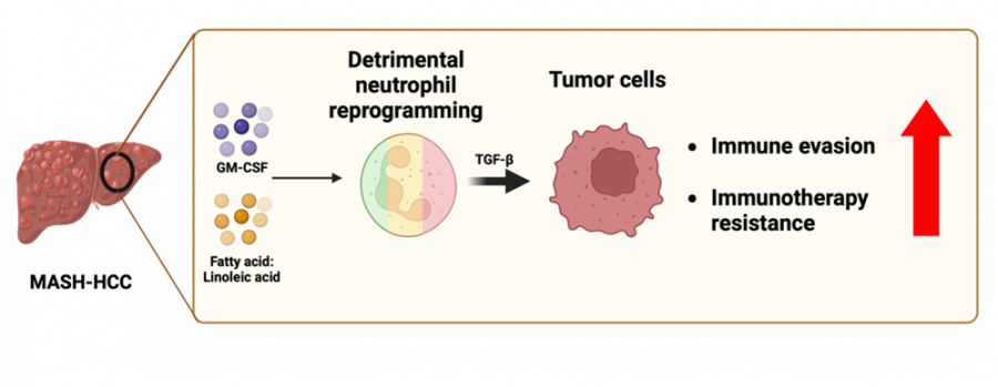 The HKUMed research team discovered that fat in the tumours can reprogramme immune cells, producing a tumour-supporting factor that helps tumour cells evade immune attack, thereby fostering resistance to immunotherapies.  