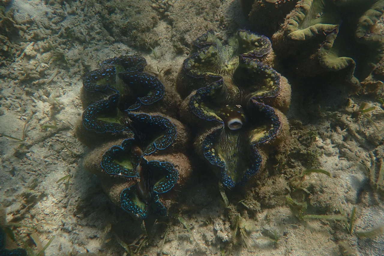 HKU Marine Scientists Reveal Giant Clam Feeding Strategy Could Determine Their Future Survival
