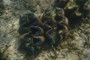 HKU Marine Scientists Reveal Giant Clam Feeding Strategy Could Determine Their Future Survival