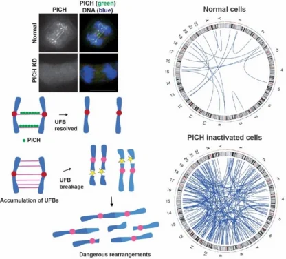 HKU Research Identifies PICH Protein 
as Key Player in Preventing Chromosome Breakage Linked to Cancer