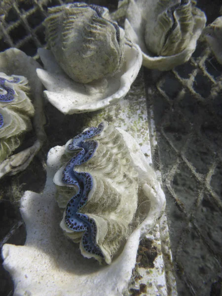 4. Giant clam Tridacna maxima at the coral nursery ground of the InterContinental Moorea Resort & Spa (Moorea, French Polynesia) (Credit: Dr Isis Guibert)
