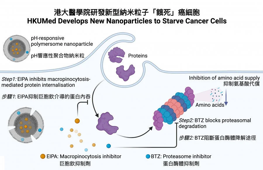 The HKUMed researchers engineered pH-responsive polymeric nanoparticles that release drugs to block both protein uptake and degradation, effectively inducing cancer starvation.  