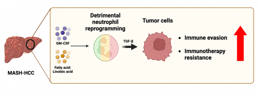 HKUMed reveals excess fat linked to liver cancer immunotherapy
resistance: advocates healthier diets