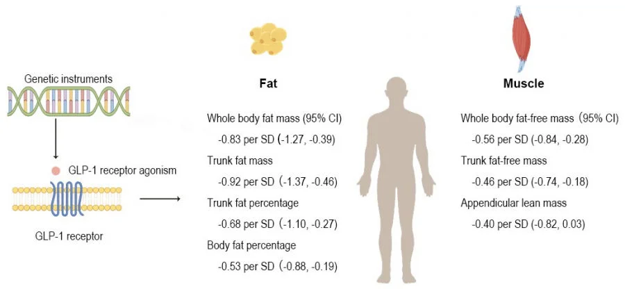 The research team provides genetic evidence that GLP-1 receptor agonists are associated with a reduction in both fat and muscle, and the relative reduction is greater in fat than in muscle.  