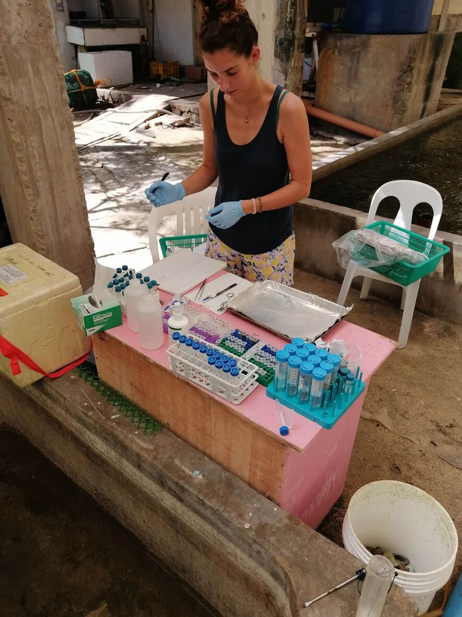 Image 3: Dr Isis Guibert preparing samples for analysis at the Semirara Marine Hatchery and Laboratory as part of the giant clam research project. Image credit: Ronnie Estrella.