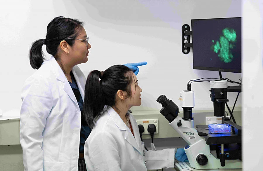 HKUMed research team resurrected ancient stem cell genes from unicellular ancestors, paving the way for protein design and next-generation therapies.   