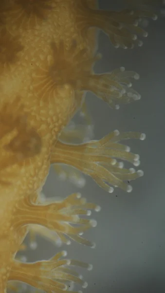3. Polyps of Pocillopora damicornis (Credit: Dr Isis Guibert)