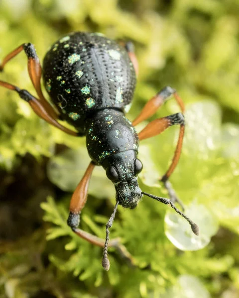 Broad-nosed weevil beetle at Danum Valley Conservation Area, Borneo. (Photo courtesy: Marco Chan)