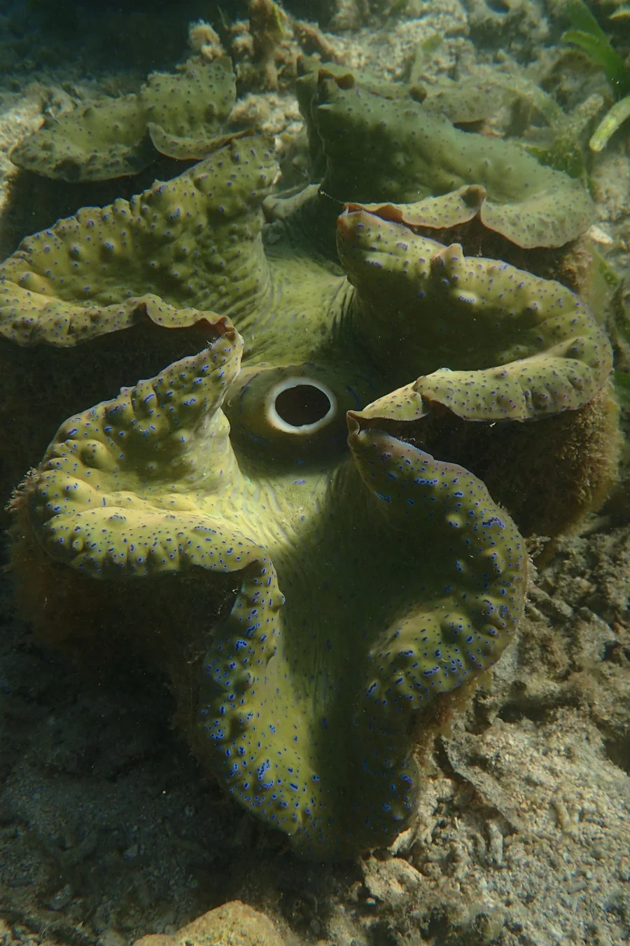 Image 2: Close-up of the mantle of a giant clam (Tridacna gigas) in its natural reef habitat. The colourful tissue contains symbiotic algae that perform photosynthesis and supply energy to the host. Image credit: Isis Guibert.