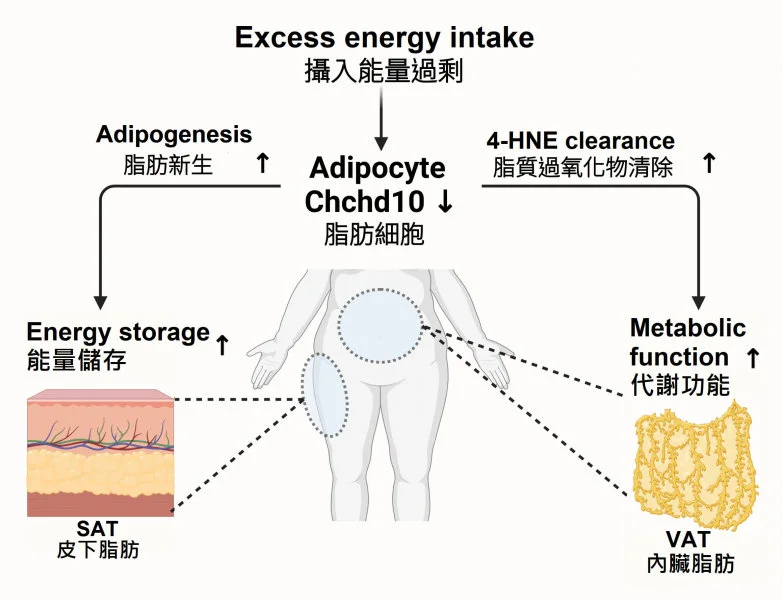 Downregulation of Chchd10 enhances fat formation and regulates antioxidant capacity, thereby reducing the risk of obesity and metabolic disorders induced by diet.  