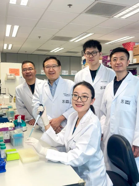 The HKUMed research team has identified pNSCs derived from mouse limb and lung tissues for the first time. These pNSCs can be obtained from accessible tissues like embryonic limbs and postnatal lungs, and expanded in laboratory conditions, highlighting their promising therapeutic potential.  