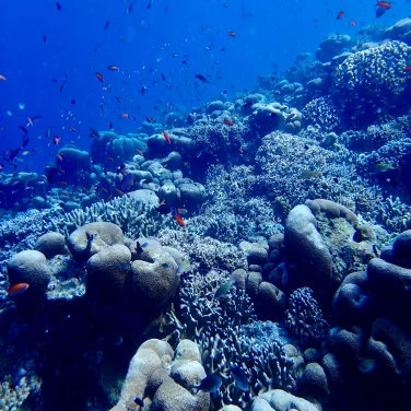 HKU Ecologists Reconstruct the History of Biodiversity in the Indo-Australian Archipelago and its Rise as a Hotspot