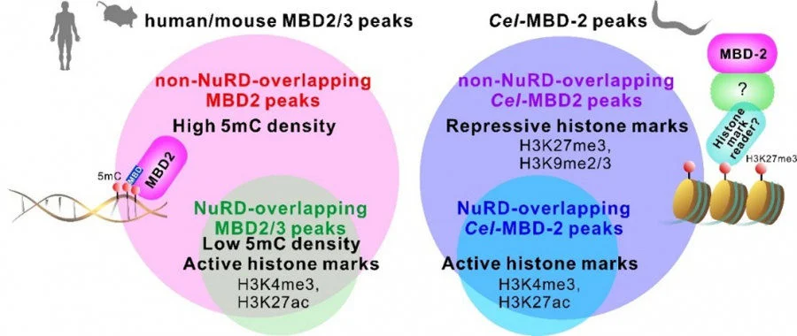 Figure 1. Dual binding patterns of MBD proteins in mammals and in C. elegans.  In mammals (left), previous studies show that most MBD3 binding sites overlap with MBD2 and the Nucleosome Remodeling and Deacetylase (NuRD) complex, while MBD2 also independently occupies additional regions enriched with DNA methylation (5-methylcytosine, 5mC).  In Caenorhabditis elegans (C. elegans) (right), which lacks DNA methylation, MBD-2 (Cel-MBD-2) displays a dual binding pattern as in mammalian MBD2, despite lacking a methyl-binding domain. The majority of Cel-MBD-2 binds to genomic regions enriched with repressive histone modifications, such as H3K27me3 and H3K9me2/3, independently of NuRD. This model illustrates how MBD-2 can be guided by different epigenetic signals when DNA methylation is absent. Image credit: Tsui, et al., 2026. Nature Communications. 