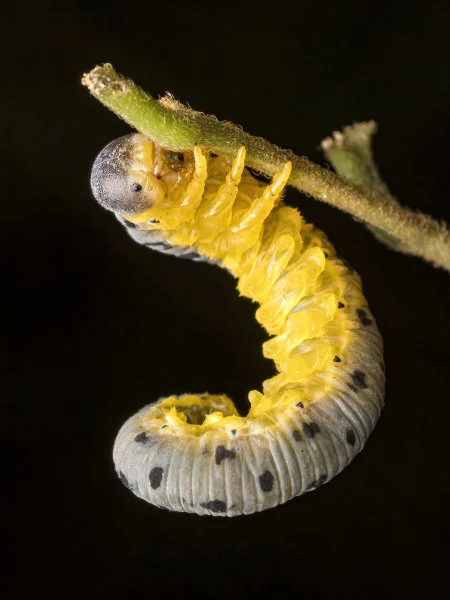 Sawfly Larvae (Agenocimbex maculatus). Image credit: Marco Chan