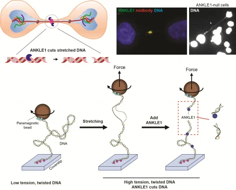 HKU and SZBL Scientists Discover First Human DNA-Cutting Enzyme That Senses Physical Tension – A Breakthrough in Understanding How Cells Prevent Genetic Disorders