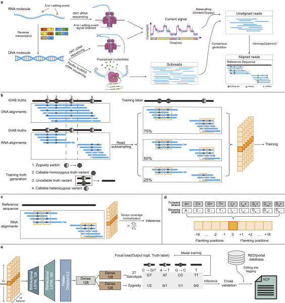 Researchers from HKU Engineering Develop Deep-learning Tools to Transform Cancer Diagnosis and Genomic Research 