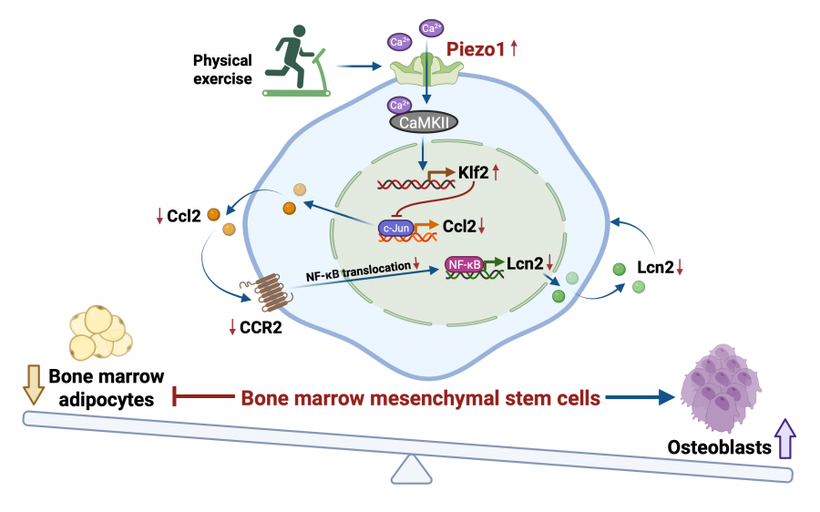 When activated by physical activity, Piezo1 protein can reduce fat accumulation in the bone marrow and promote the formation of new bone.  