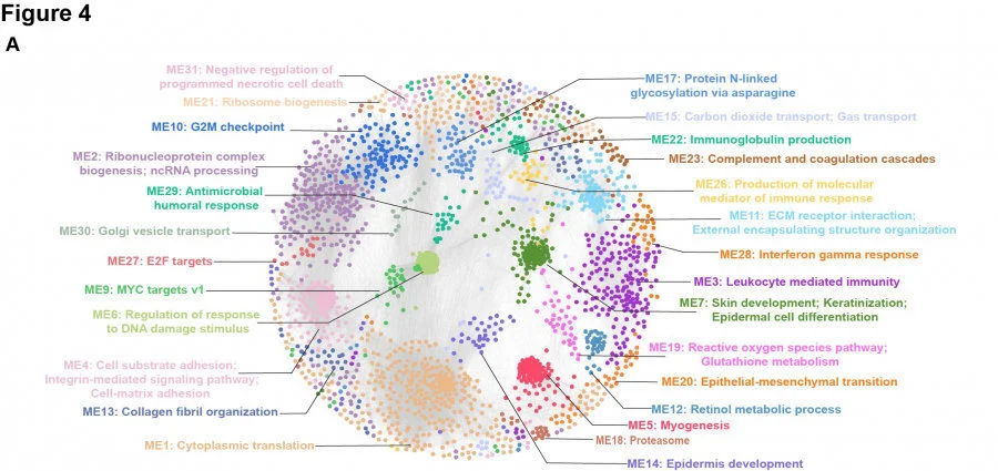 Protein co-expression network with distinct functional modules