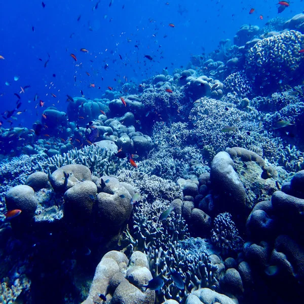 Vibrant marine life in the Coral Triangle region of Sabah, Malaysia, showcasing the area's remarkable biodiversity. (Photo credit: David M. Baker) 