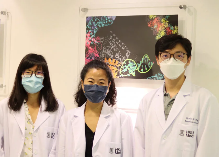 A research team from the LKS Faculty of Medicine, The University of Hong Kong (HKUMed) discovered more efficient CRISPR-Cas9 variants that could be useful for gene therapy applications. By establishing a new pipeline methodology that implements machine learning on high-throughput screening to accurately predict the activity of protein variants, the team expands the capacity to analyse up to 20 times more variants at once without the need for acquiring additional experimental data, which vastly accelerates the speed in protein engineering. The research team members include (from right): Dr Alan Wong Siu-lun, Assistant Professor; Ms Dawn Thean Gek-lian, Research Assistant and Dr Athena Chu Hoi-yee, Postdoctoral Fellow, School of Biomedical Sciences, HKUMed.  