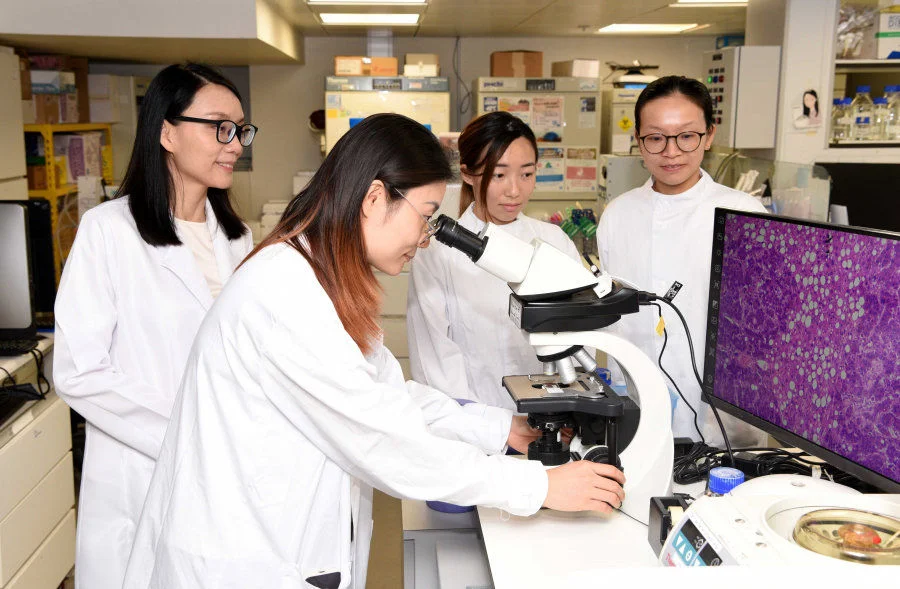 The HKUMed researchers have identified that liver cancer cells rely on the mevalonate pathway to shield themselves from programmed cell death. By blocking this pathway with atorvastatin, their key defenses could be effectively removed.  