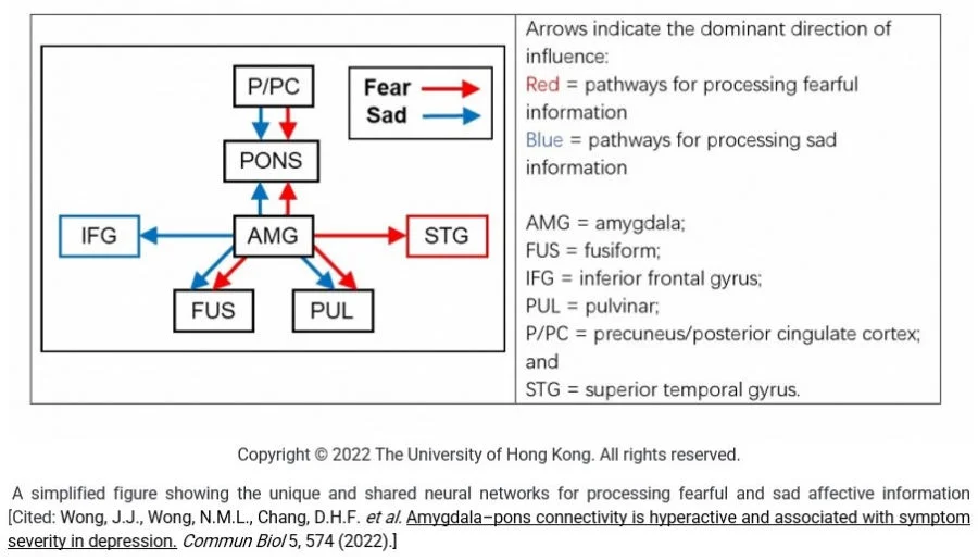 HKU State Key Laboratory of Brain and Cognitive Sciences reveals the pons plays a significant role in processing sad information  