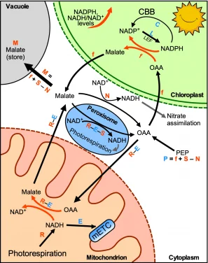 Revisiting energy flow in photosynthetic plant cells
