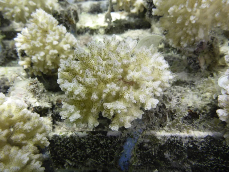 1. A Pocillopora damicornis nubbin at the coral nursery ground of the InterContinental Moorea Resort & Spa (Moorea, French Polynesia) (Credit: Dr Isis Guibert)