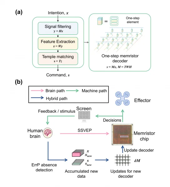 Real-time brain-controlled drone flight using memristor chip-based EEG decoding.