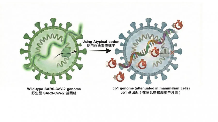 The new vaccine employs a rational attenuation strategy that reprogrammes the viral genome with atypical codon usage, preserving the full viral protein sequence while reducing virulence, thereby enabling safe administration.