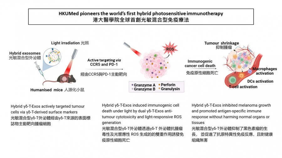 The research team, led by Professor Tu Wenwei (second right) and Professor Wang Weiping (second left), has made a breakthrough in cancer treatment by developing a new therapy which showed a significant reduction in melanoma growth, leading to more effective and safer treatments for cancers.  