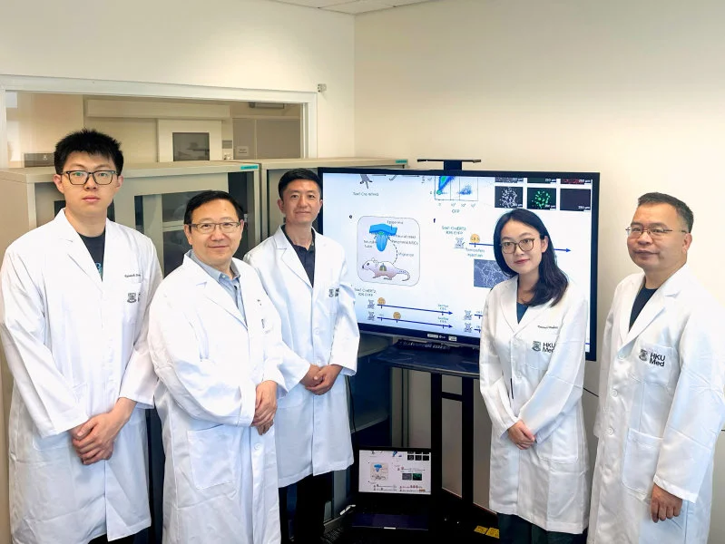 A research team, led by Dr Han Dong (third left) and Professor Liu Pengtao (second left), has discovered a previously unknown type of neural stem cell located outside the experimental mouse central nervous system, opening up transformative possibilities in regenerative medicine for treating neurological diseases and injuries.  