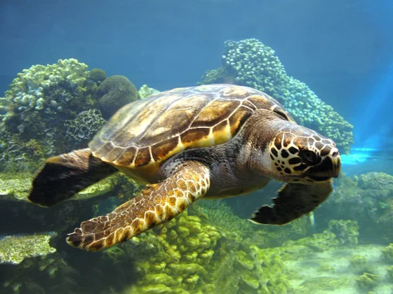 HKU School of Biological Sciences